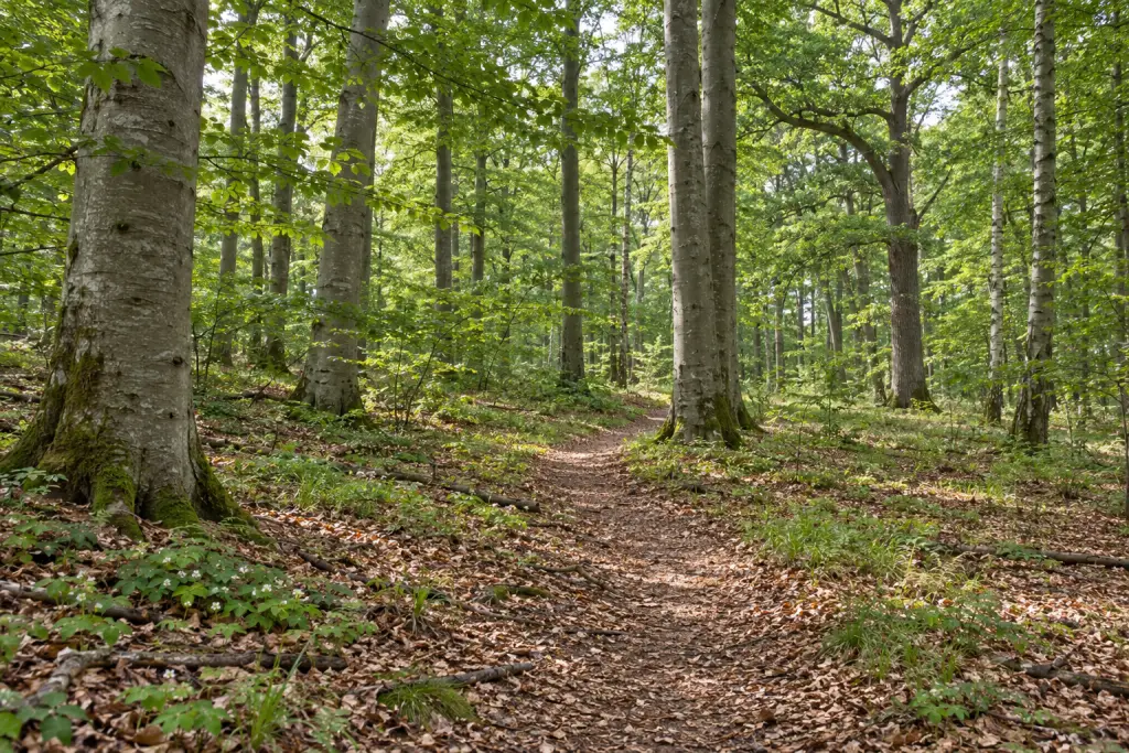 Sollerup Skov