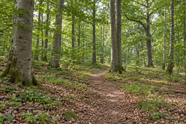 Sollerup Skov