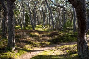 Tisvilde-Hegn-Alberte-Dkbyday2