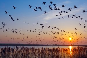 Flock of wintering Barnacle Goose(branta leucopsis)in wadden Sea,East Frisia,lower saxony,Germany