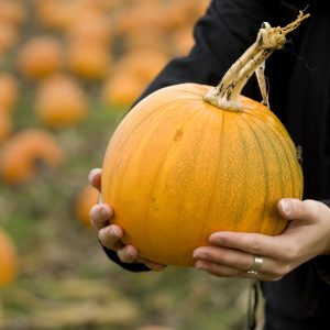 Pumpkin Holding